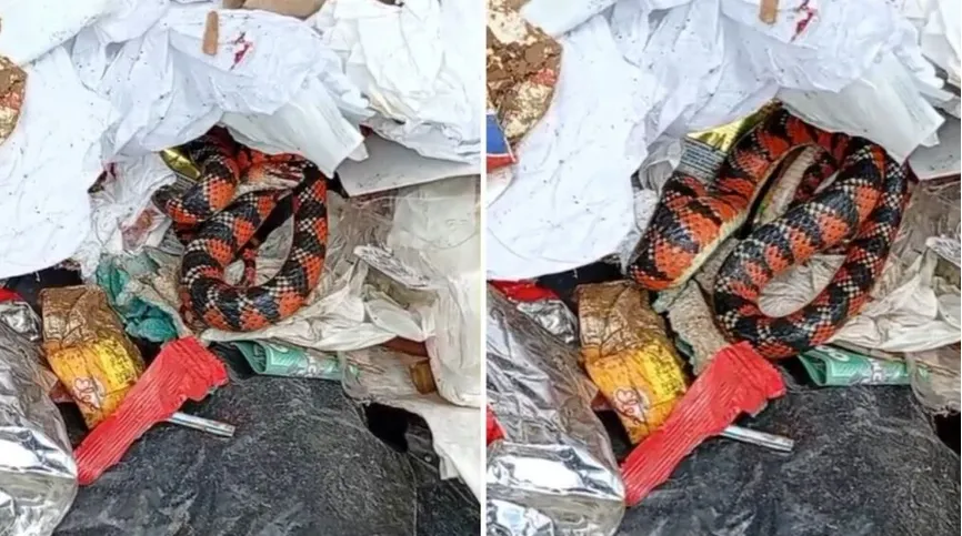 Coletores de recicláveis encontram cobra entre o material coletado