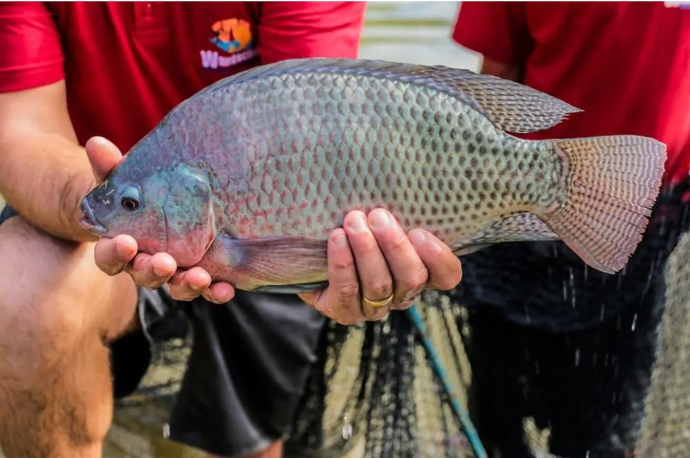 19ª Feira do Peixe valoriza piscicultores e agricultura familiar em novo espaço em Foz do Iguaçu