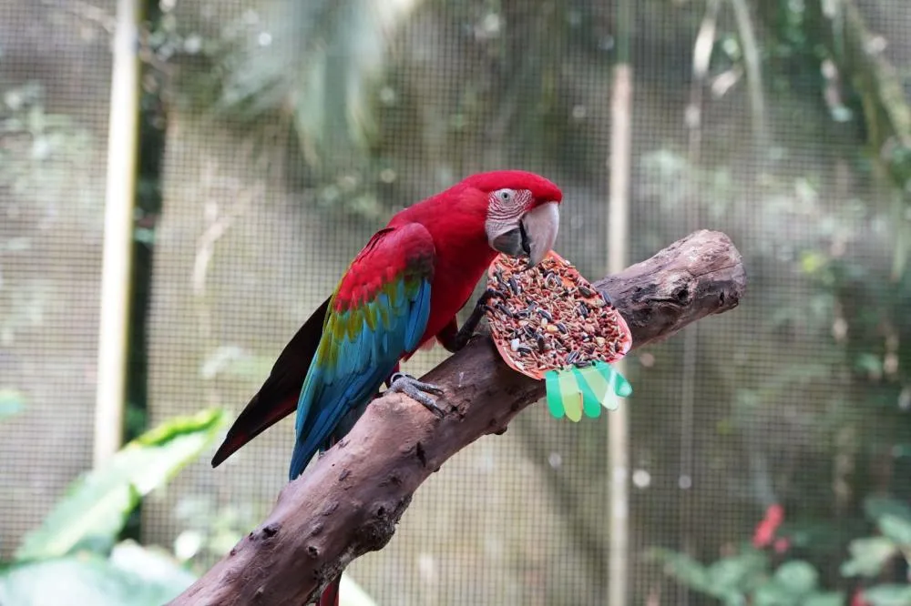 Parque das Aves projeta receber mais de 12 mil visitantes com programação especial de Páscoa e atividades interativas