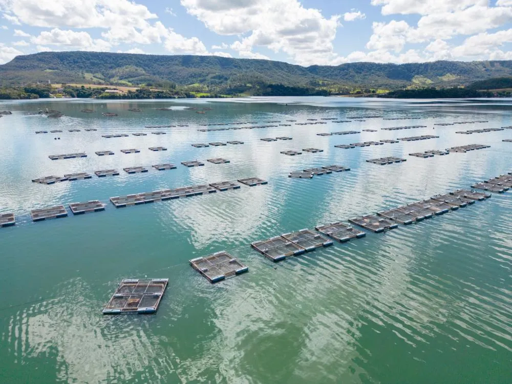 Itaipu e governos do Brasil e Paraguai promovem visita técnica a produtores de tilápia