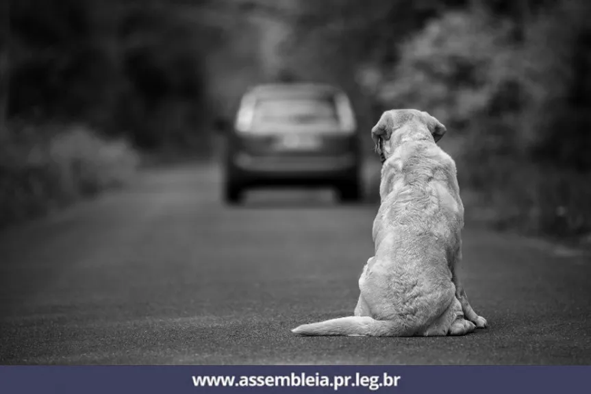 Suspensão da carteira de motorista para quem abandonar animal na rua é aprovada na Câmara