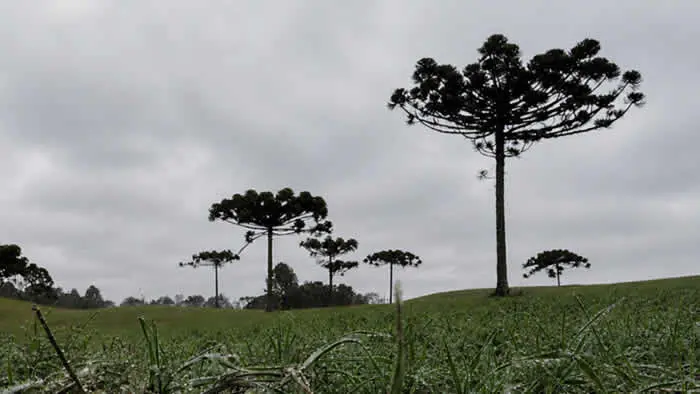 Frio intenso toma conta do Paraná e temperatura chega a -0,8°C; veja como fica a semana