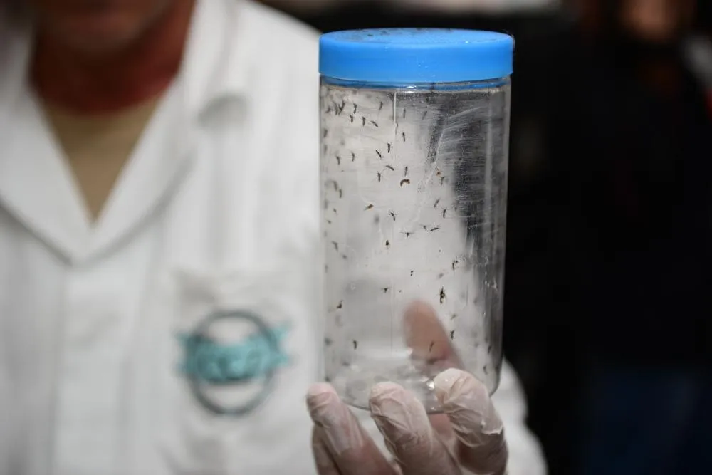 Mosquitos com a bactéria Wolbachia começam a ser soltos em Foz do Iguaçu para combate à dengue