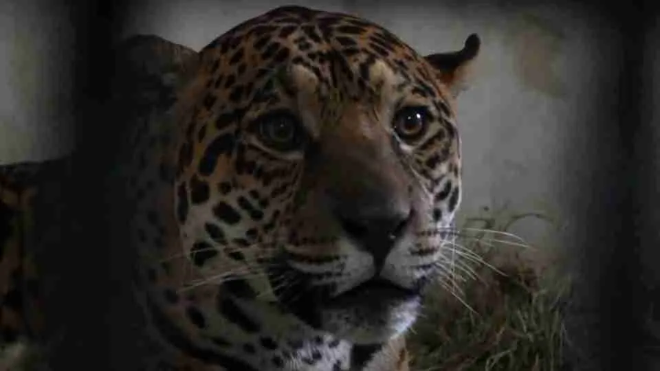 Onça-pintada que estava no Zoológico de Cascavel é transferida para refúgio da Itaipu