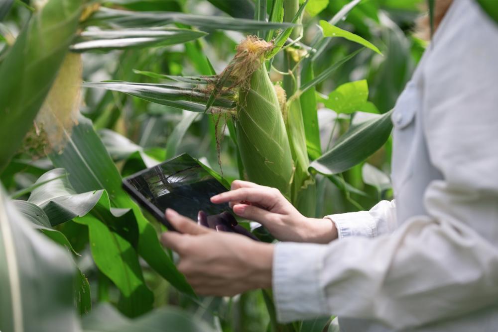 Agricultores do Paraná receberão créditos de carbono após colheita da safra 2023/2024 
