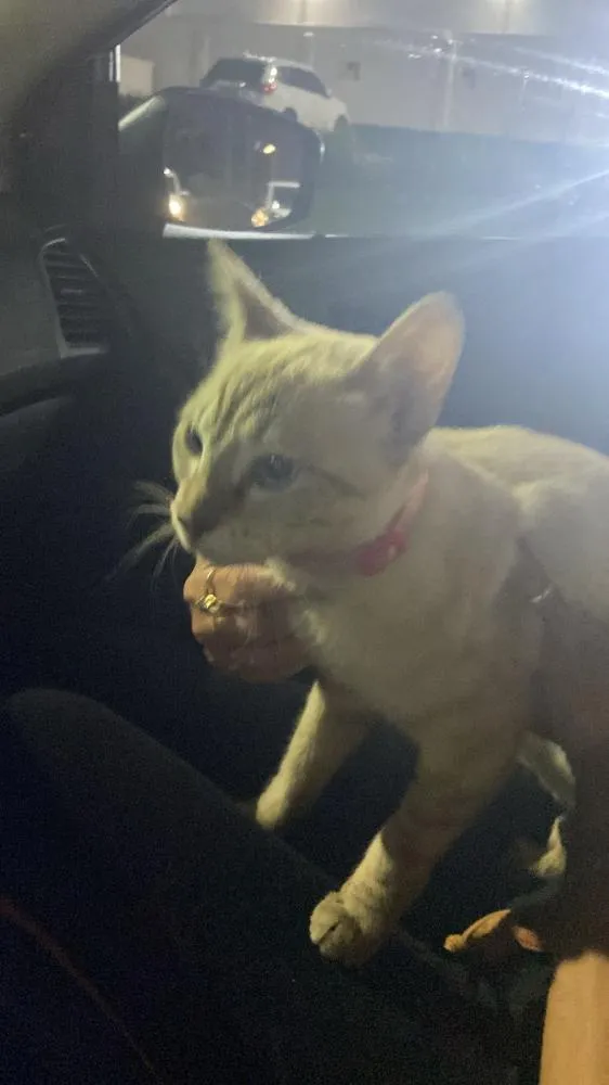 Após denúncia DIBA evita morte de gatinho em Foz