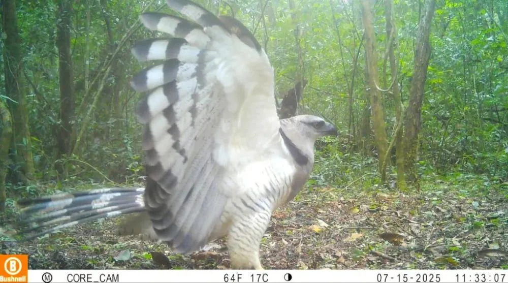 Uiraçu, ave rara, é registrada por câmera no Parque Nacional